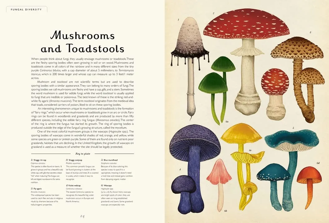Ester Gaya: Fungarium, illustrated by Katie Scott