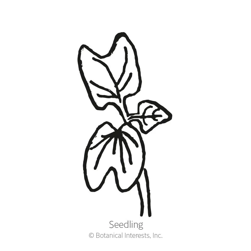 Grandpa Ott's Morning Glory Seeds