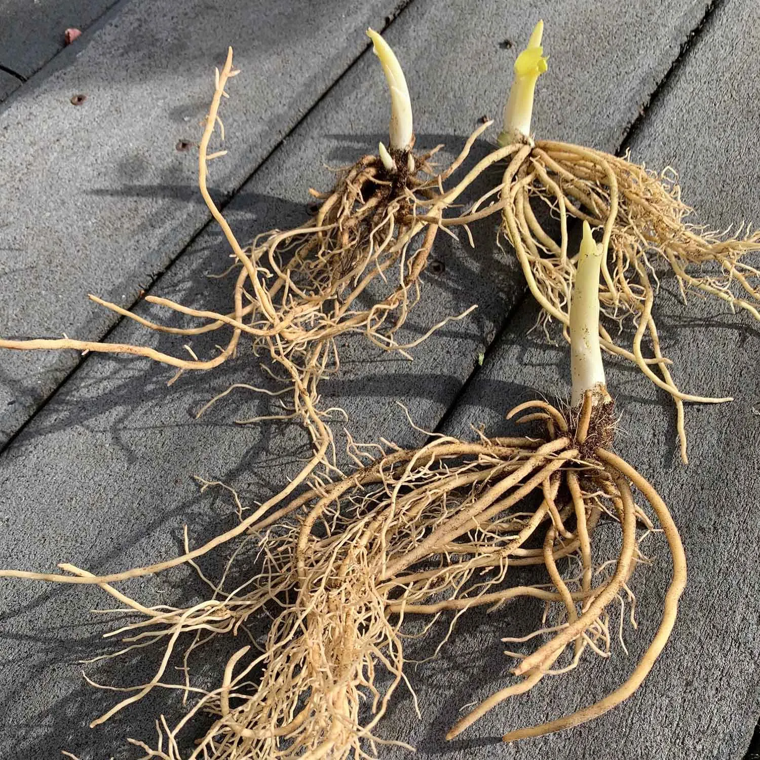 Hosta Roots - Blue Mouse Ears
