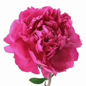 Hot Pink Peonies for July Delivery