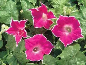 Ipomoea Nil | Red Picotee | 5 Seeds