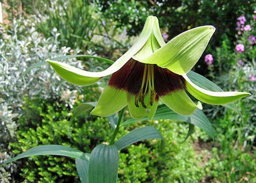 Lilium nepalense | Nepal Lily | 10 Seeds
