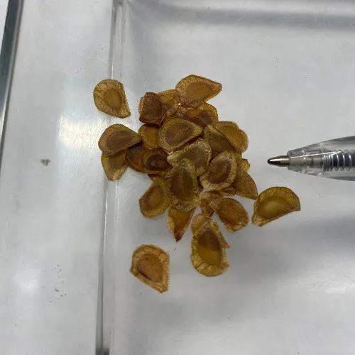 Lilium nepalense | Nepal Lily | 10 Seeds