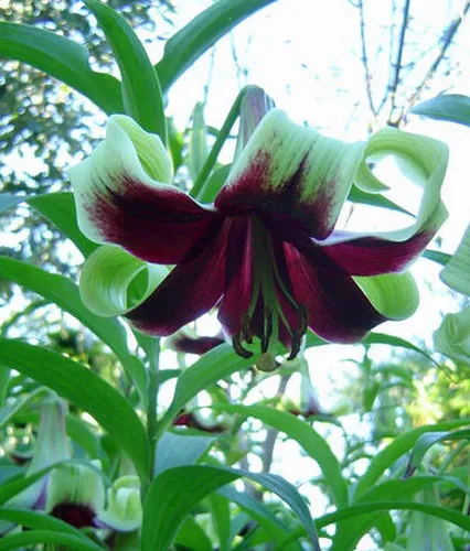 Lilium nepalense | Nepal Lily | 10 Seeds