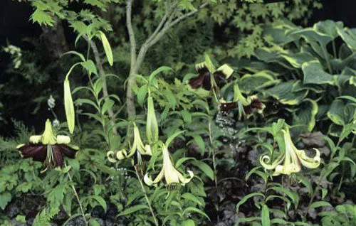 Lilium nepalense | Nepal Lily | 10 Seeds