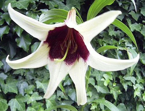 Lilium nepalense | Nepal Lily | 10 Seeds