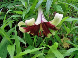 Lilium nepalense | Nepal Lily | 10 Seeds