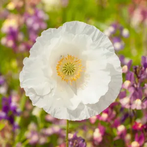 Poppy Seeds - Bridal Silk