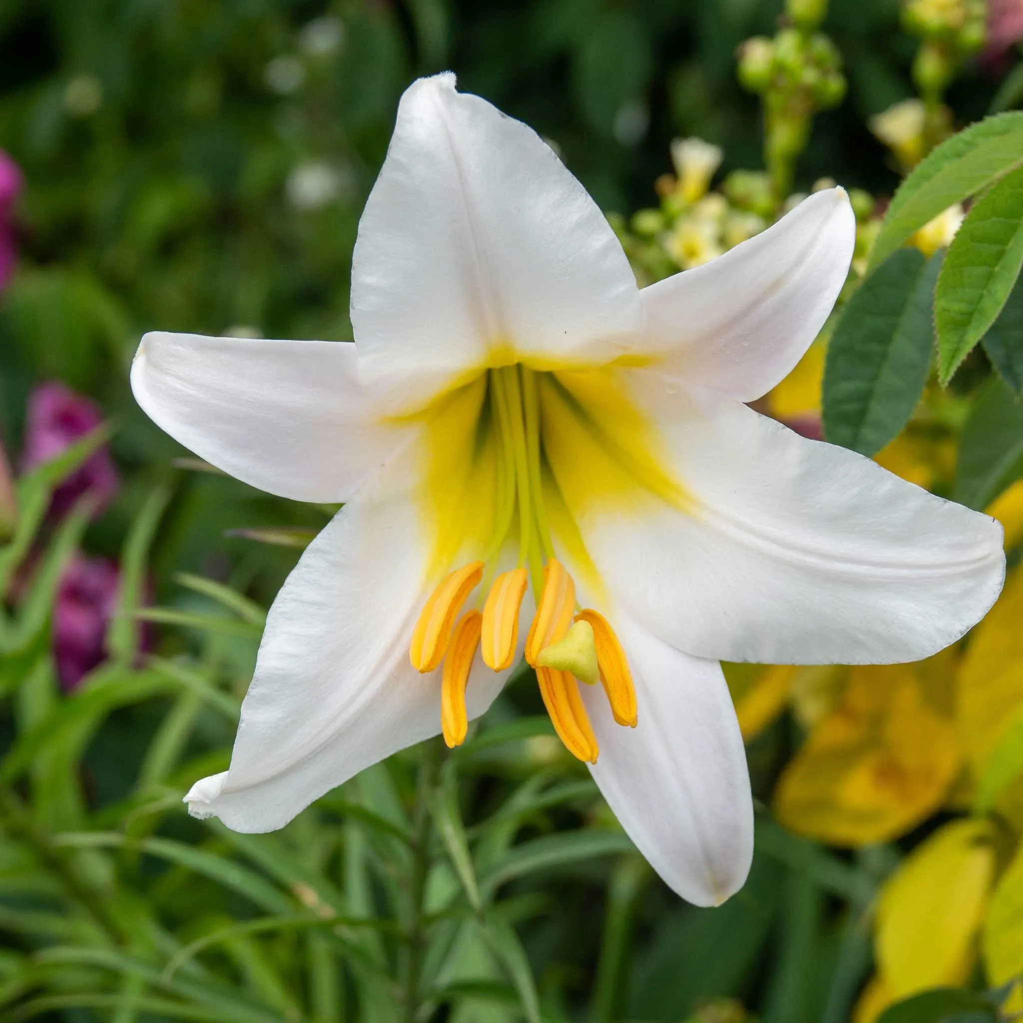 Regale - Lily Bulbs