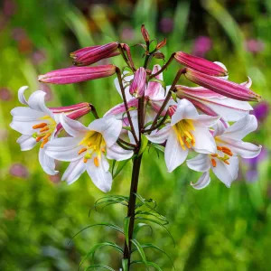 Regale - Lily Bulbs