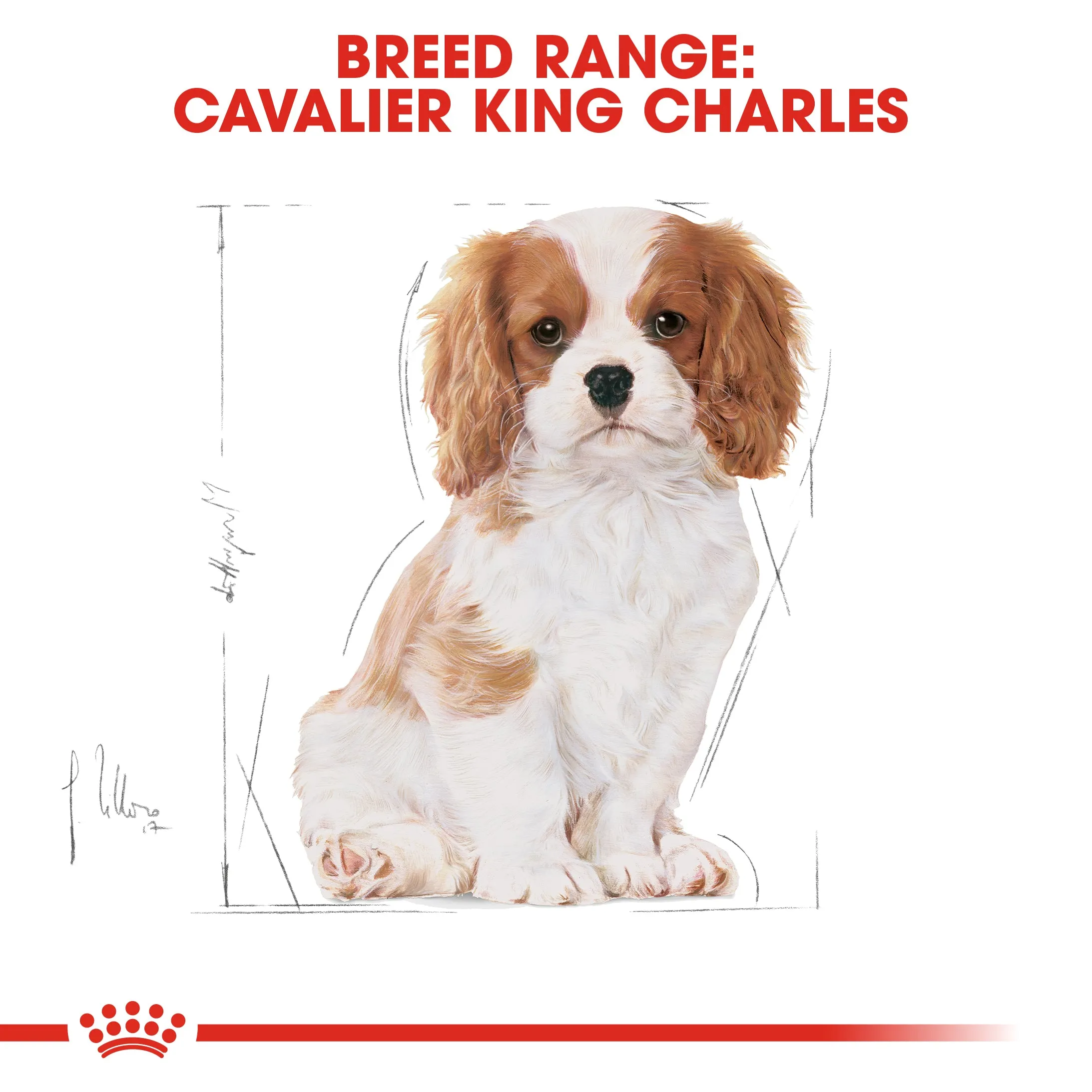 Royal Canin Cavalier King Charles Puppy 1.5kg