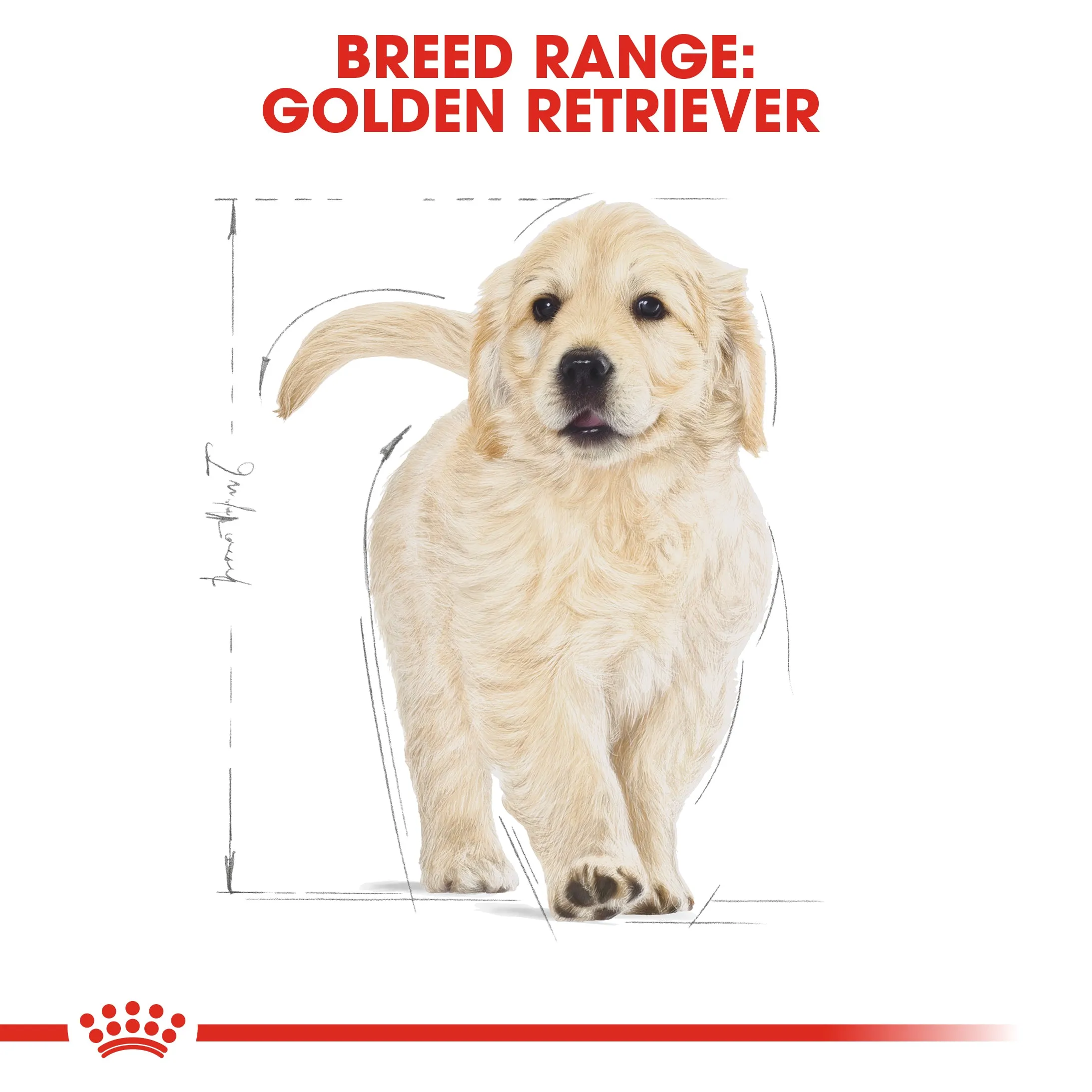 Royal Canin Golden Retriever Puppy/Junior