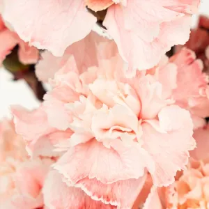 Soft Salmon Carnation Flowers