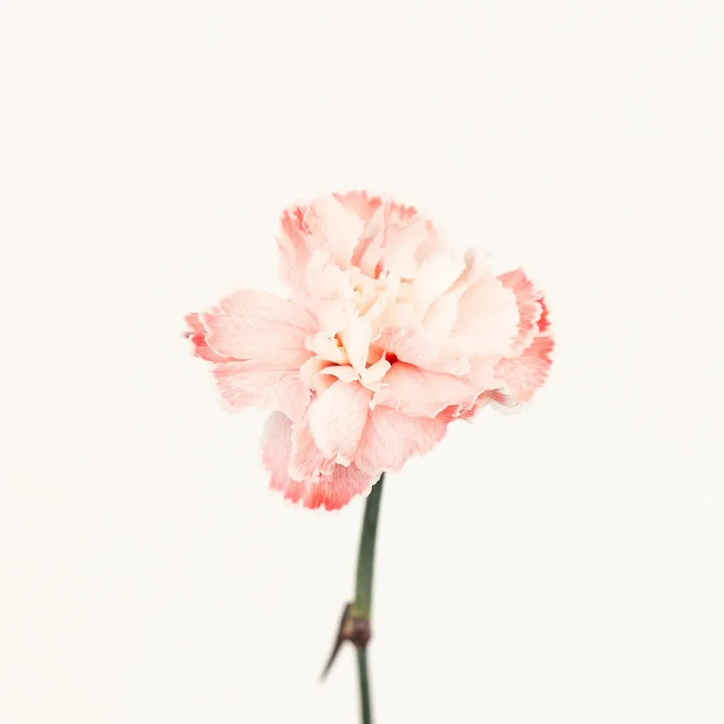 Soft Salmon Carnation Flowers
