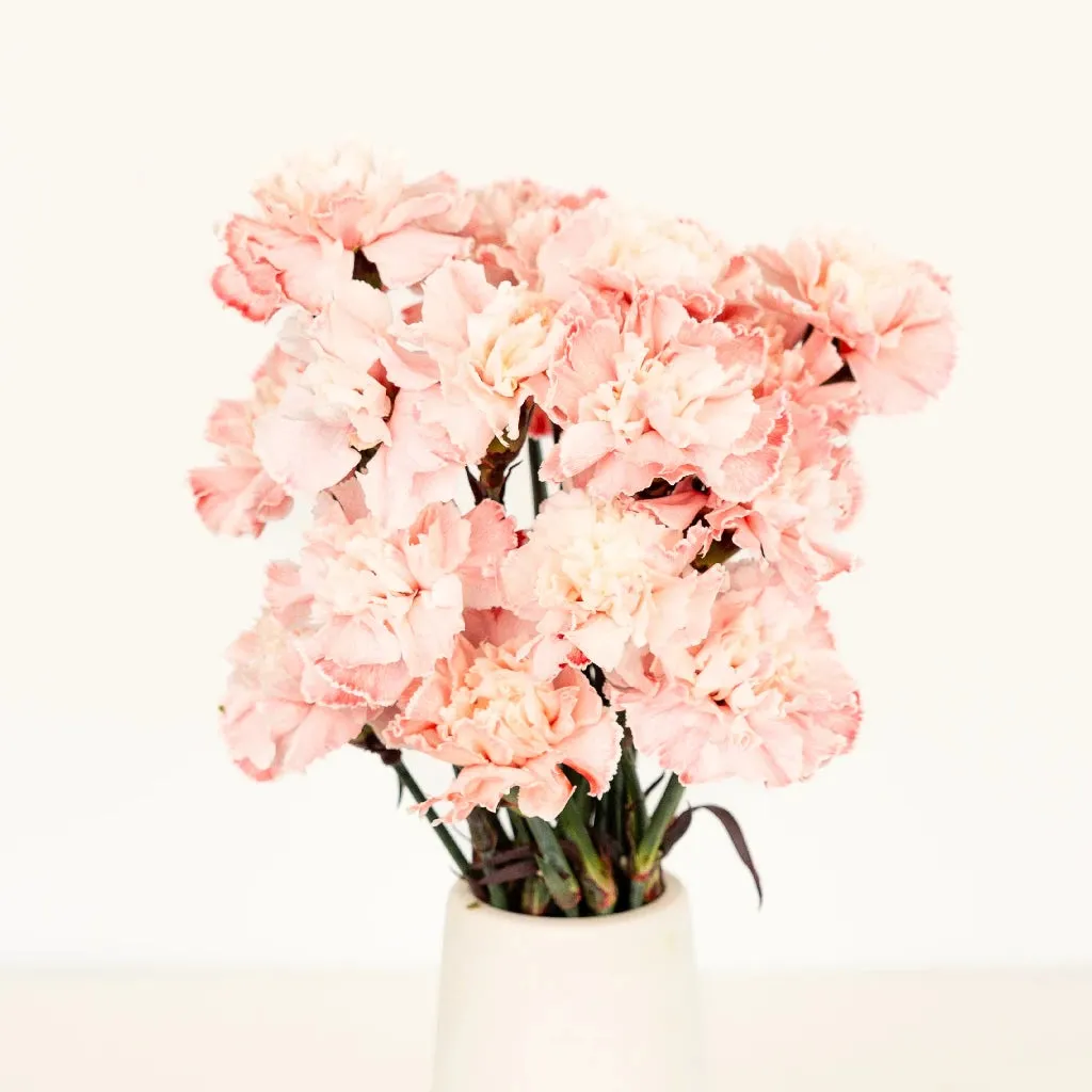 Soft Salmon Carnation Flowers