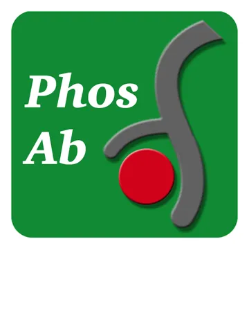 Sox2 (Thr-128), phospho-specific Antibody