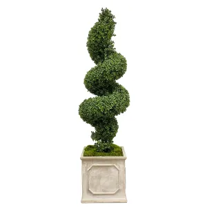 Spiral Boxwood in Planter 78"