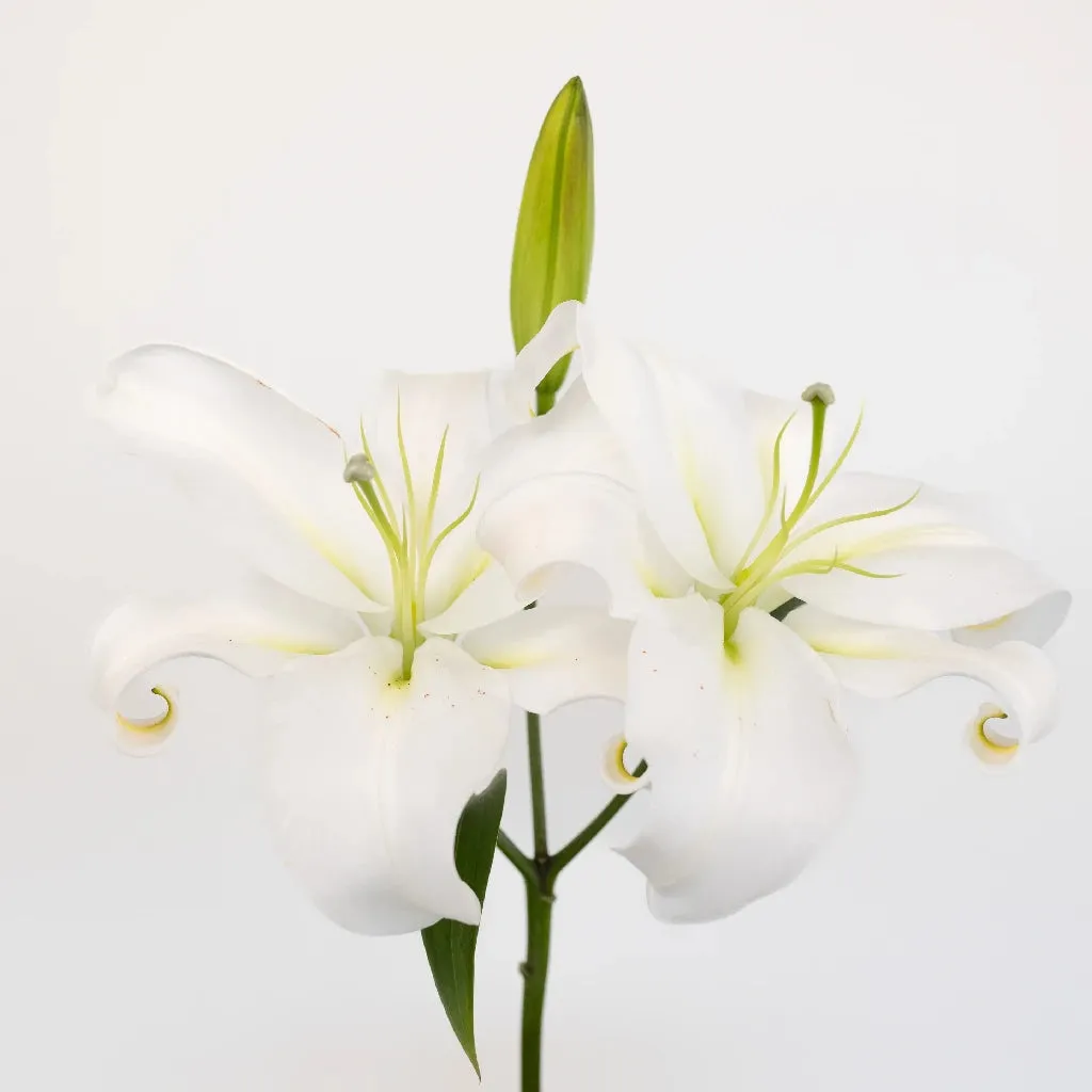 White Oriental Lilies